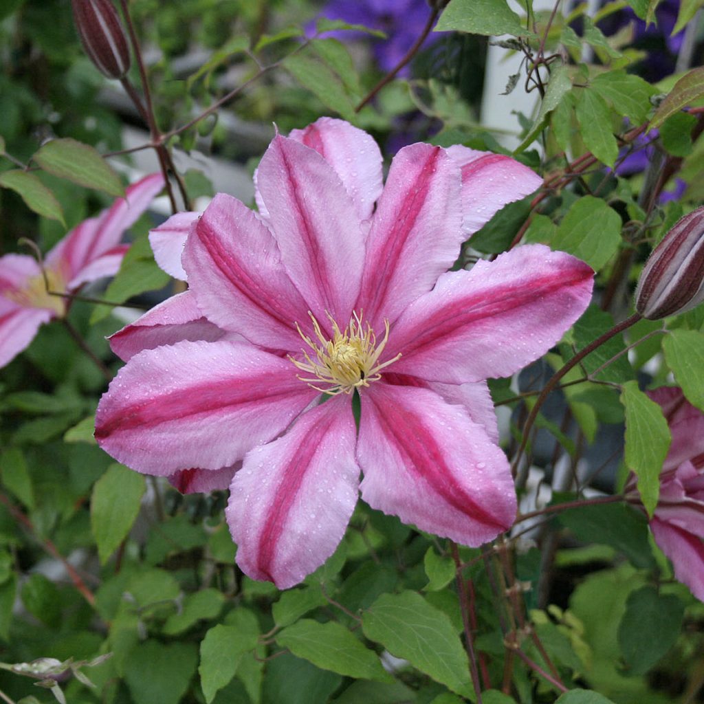 'Nadezhda'