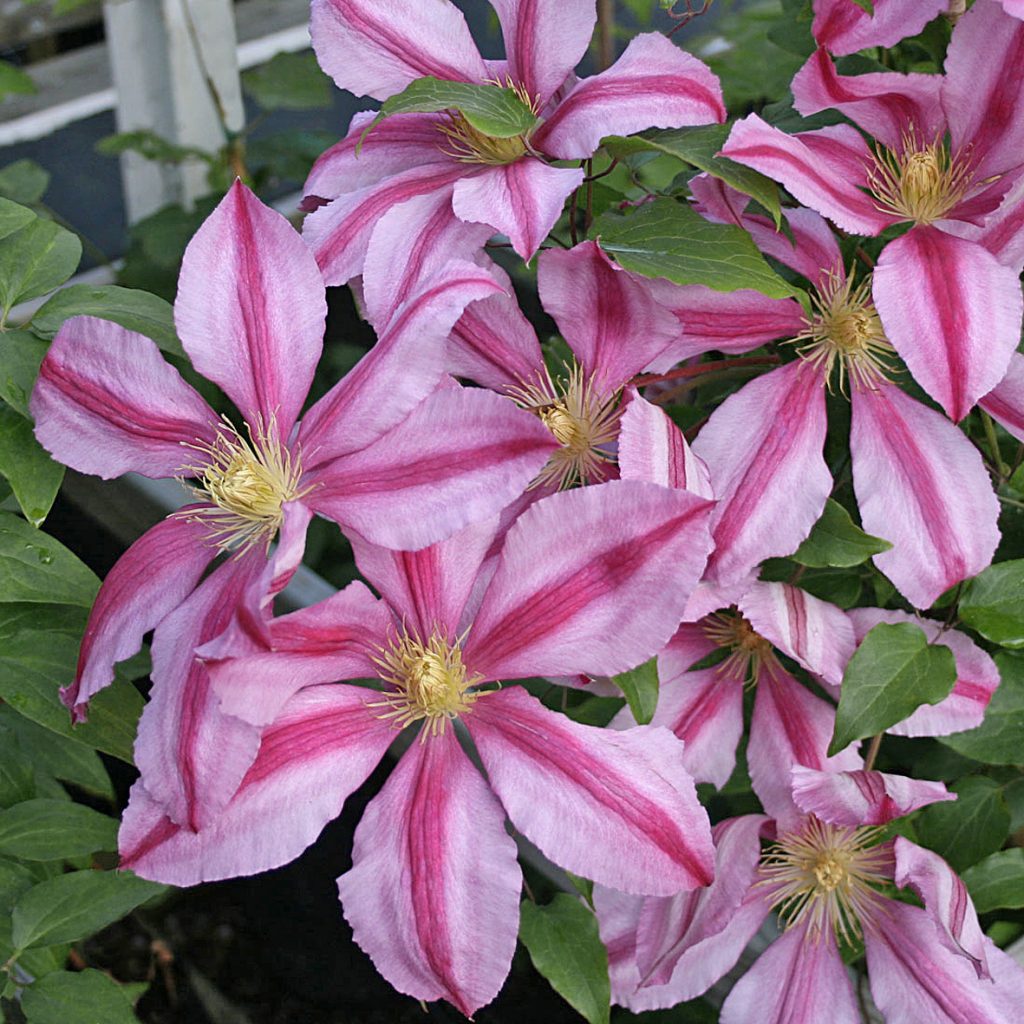 'Nadezhda'