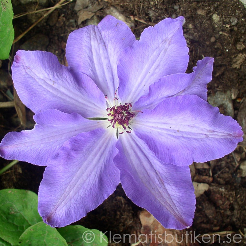 'Natacha'