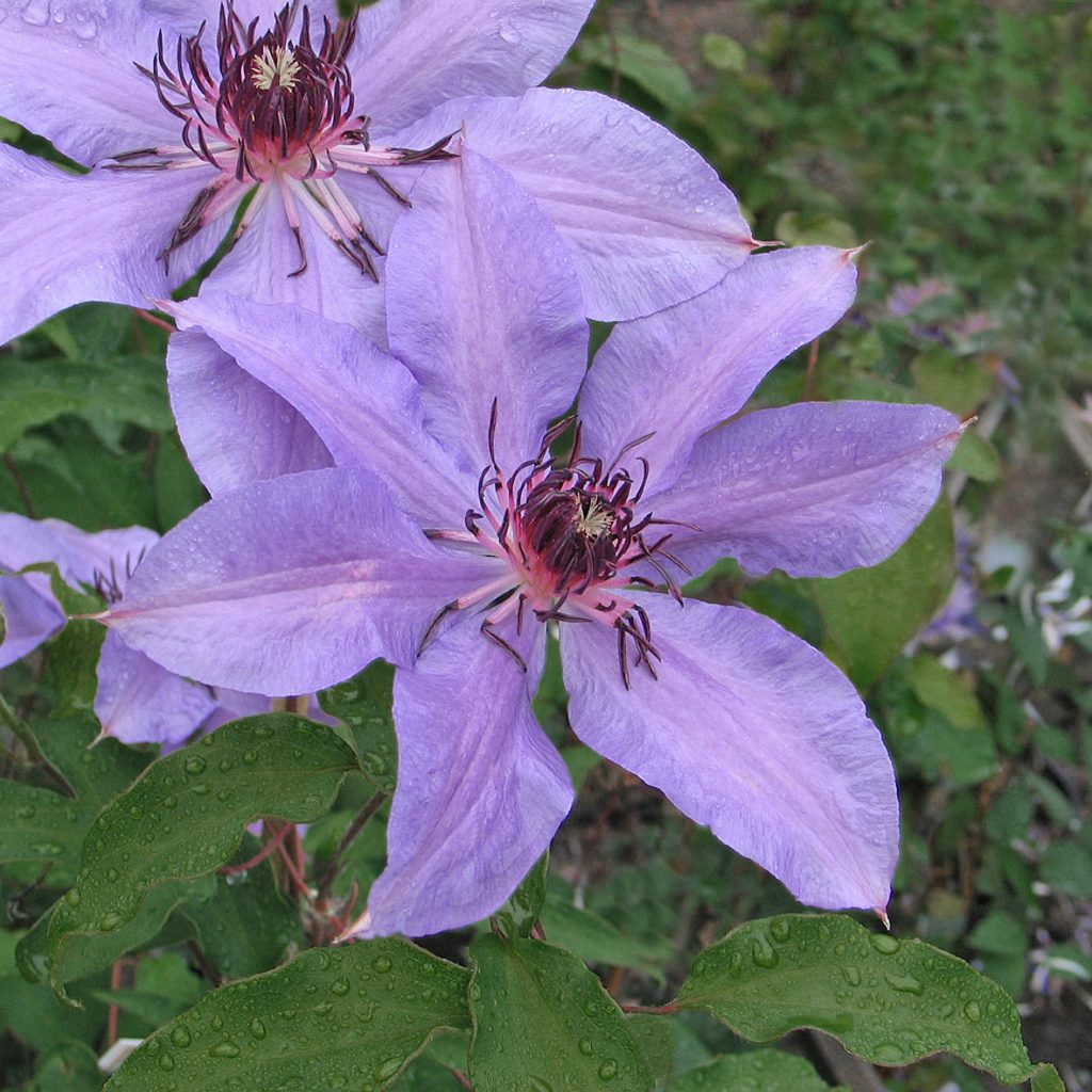 'Natascha'