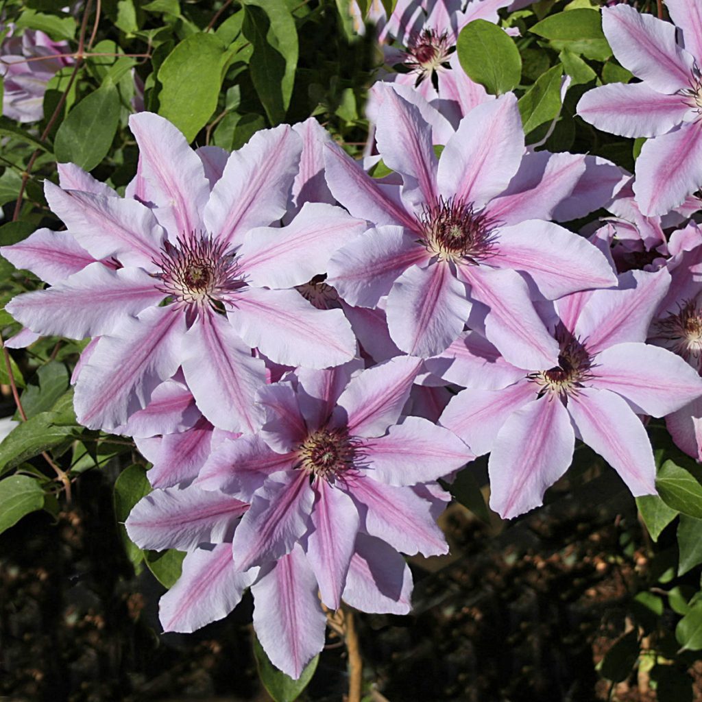 'Nelly Moser'