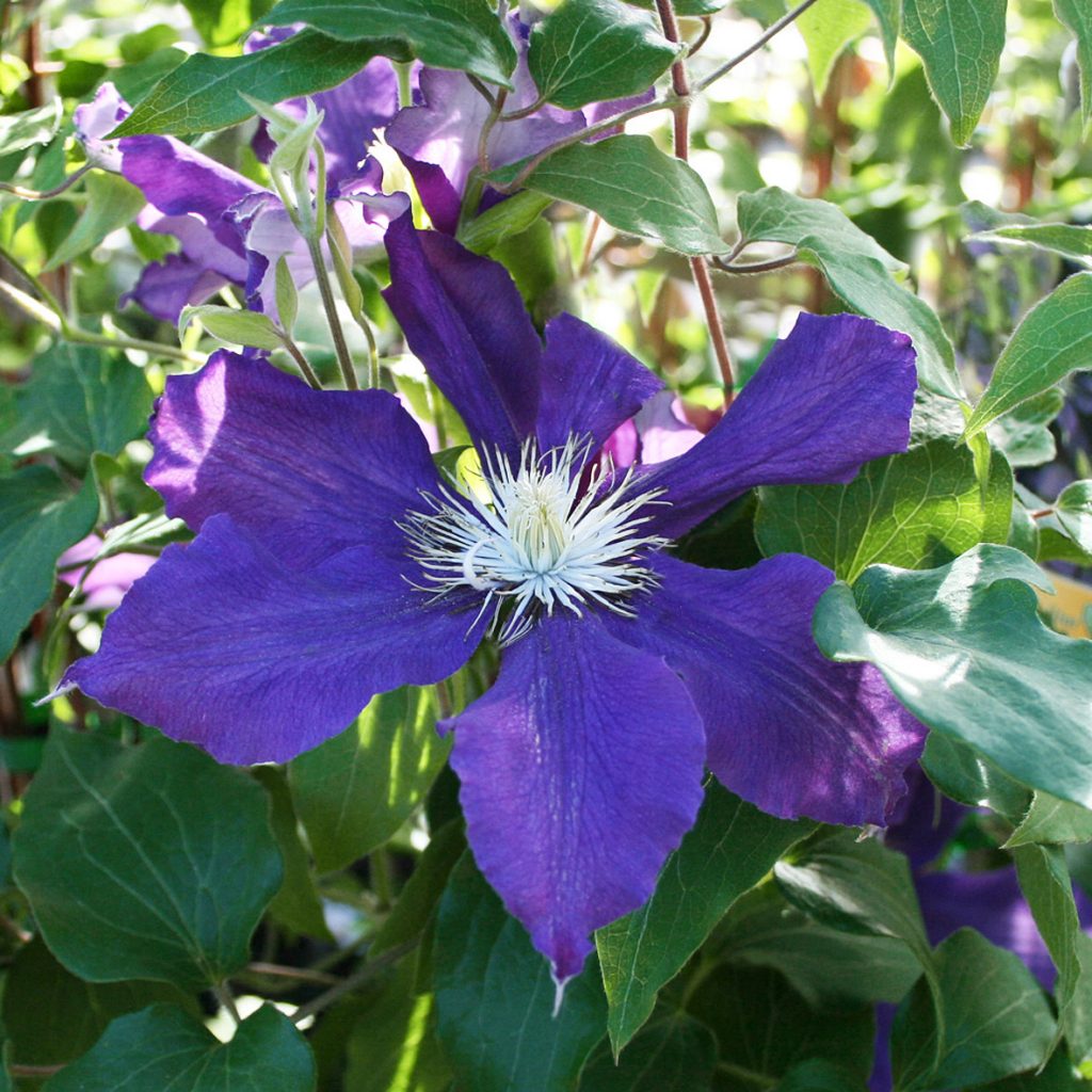 'North Star'