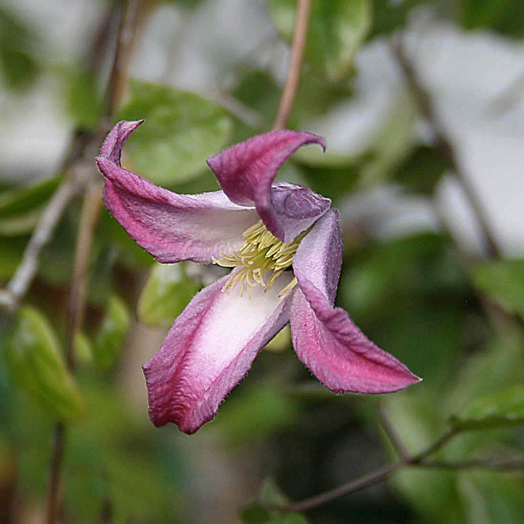 'Odoriba'