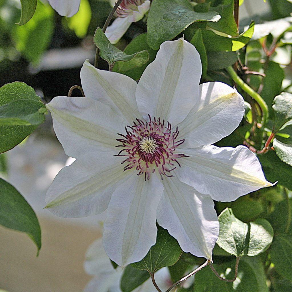 'Otto Froebel'