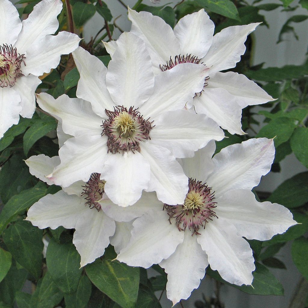 'Otto Froebel'