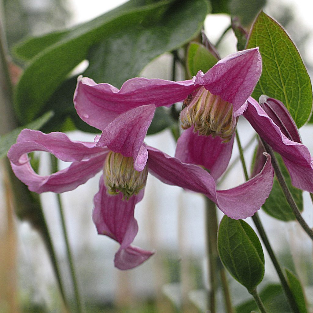 'Pangbourne Pink'