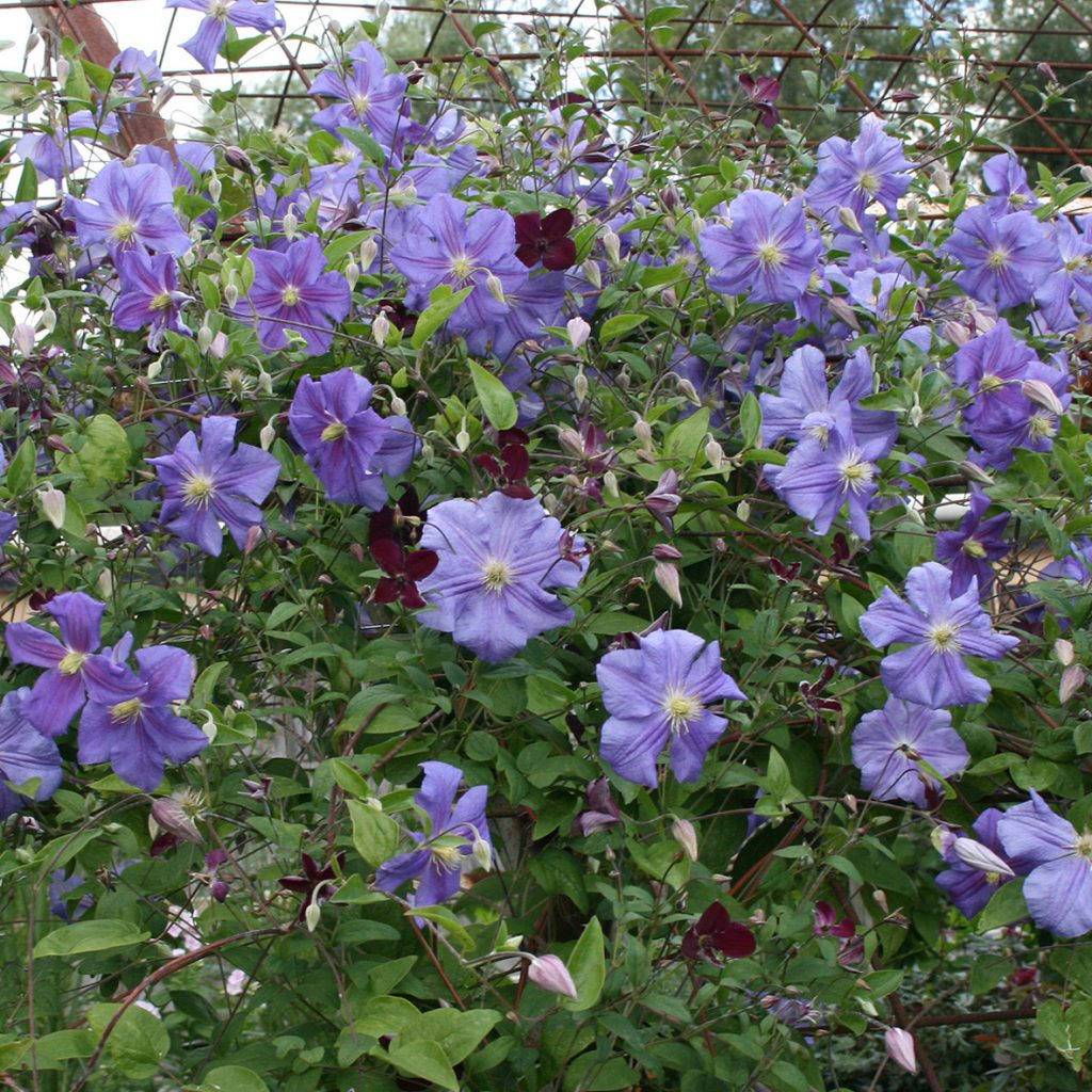 'Perle d'Azur'