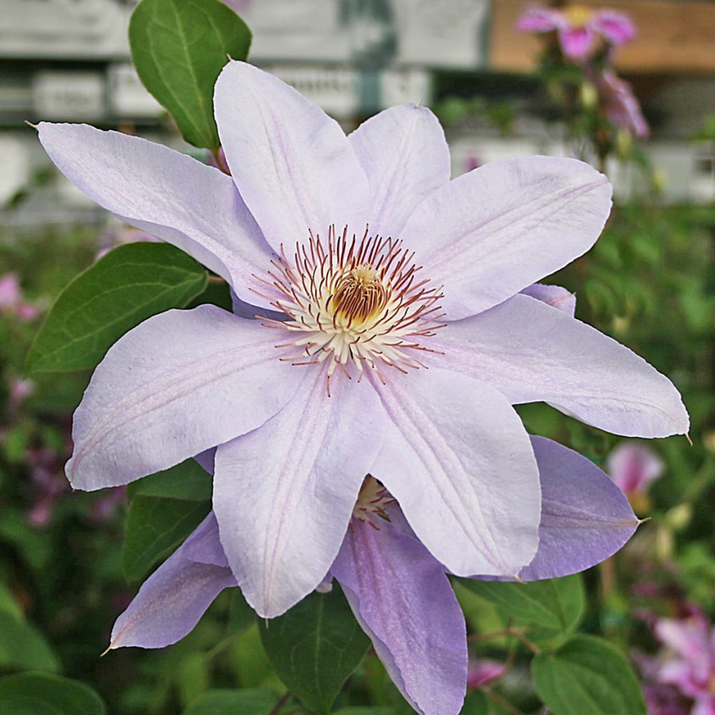 'Peveril Pearl'