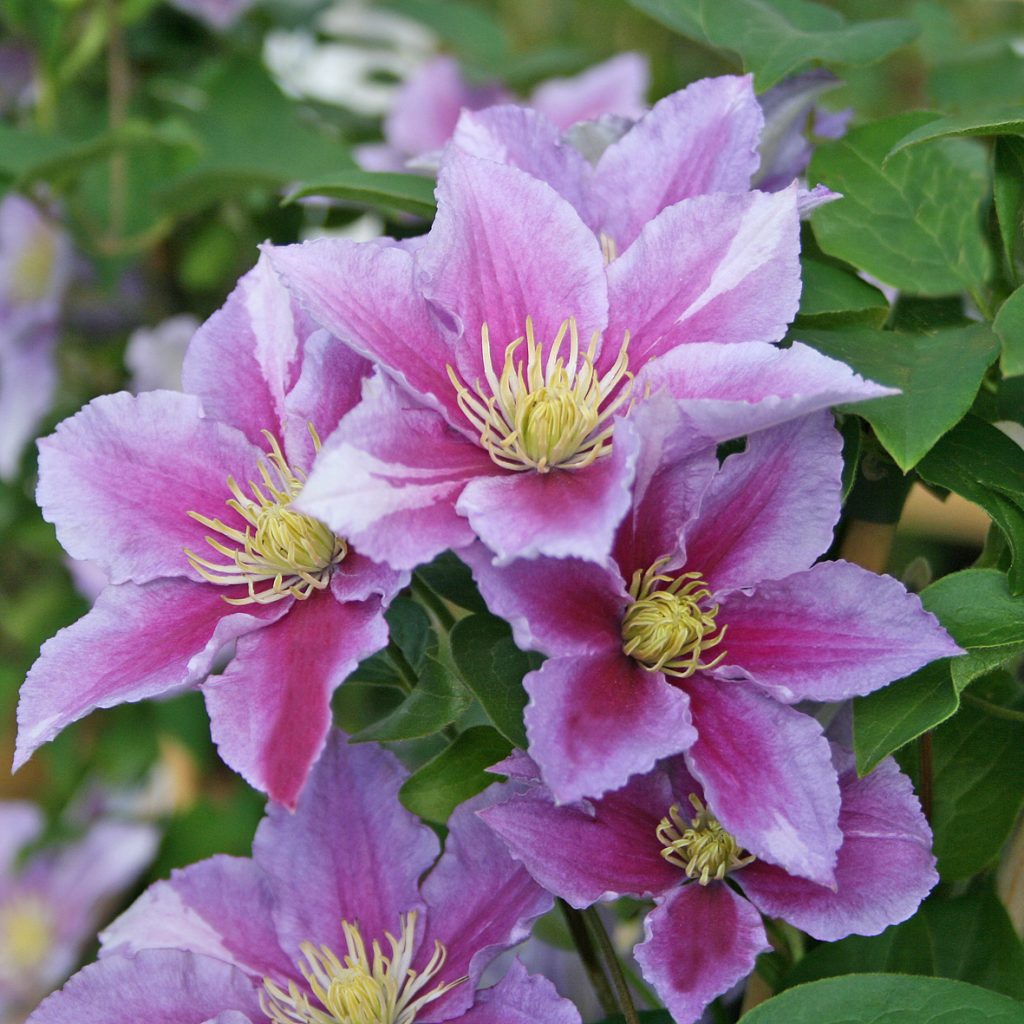 'Piilu'