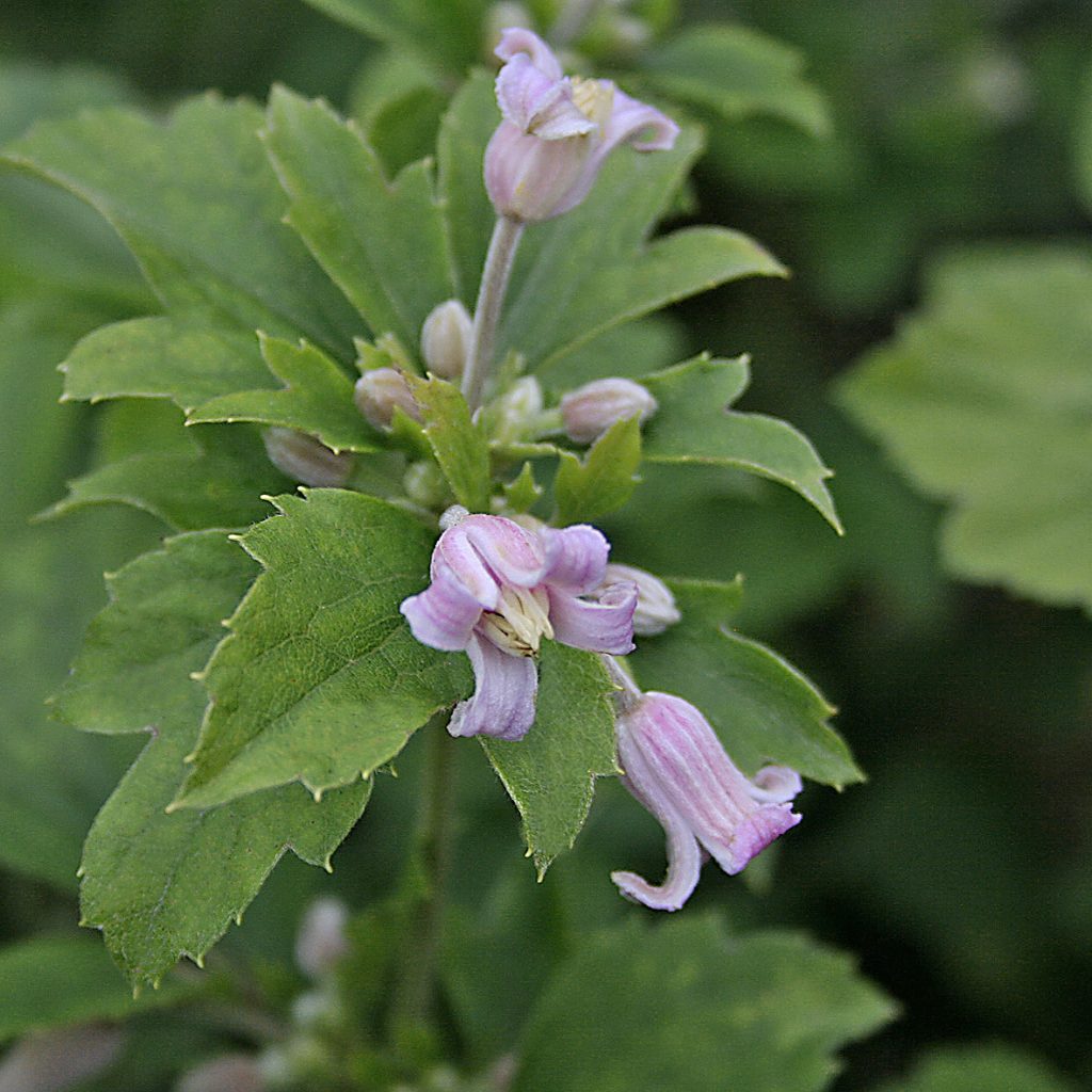 'Pink Dwarf'