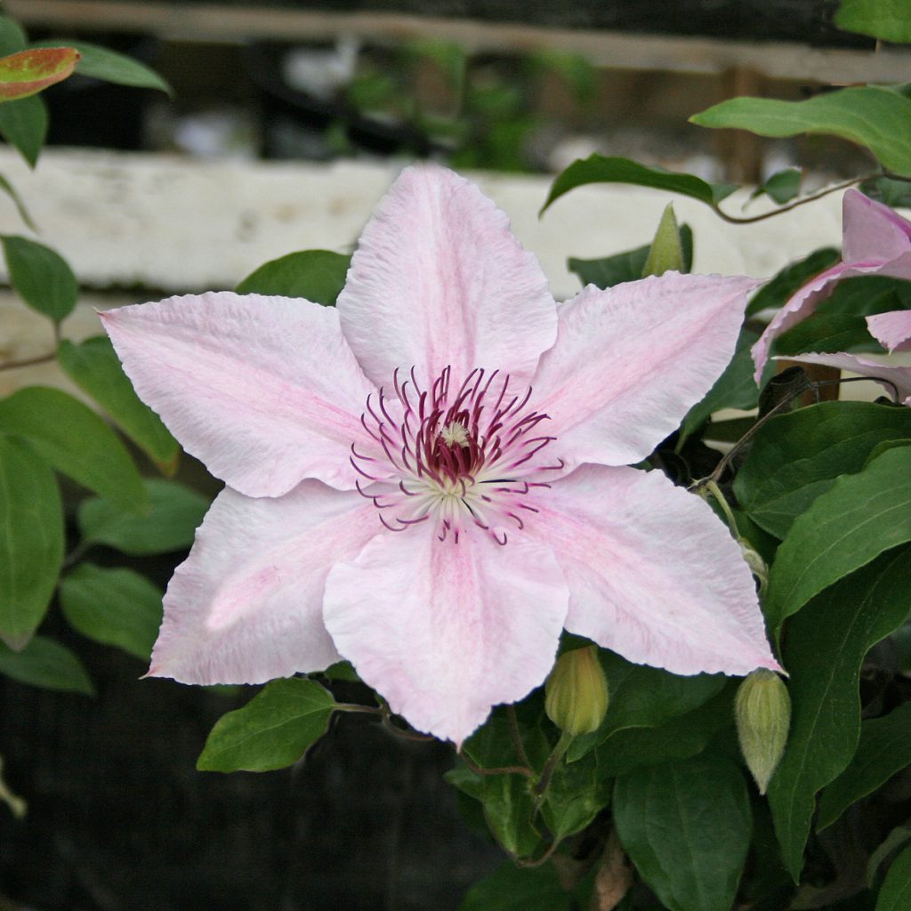 'Pink Fantasy'