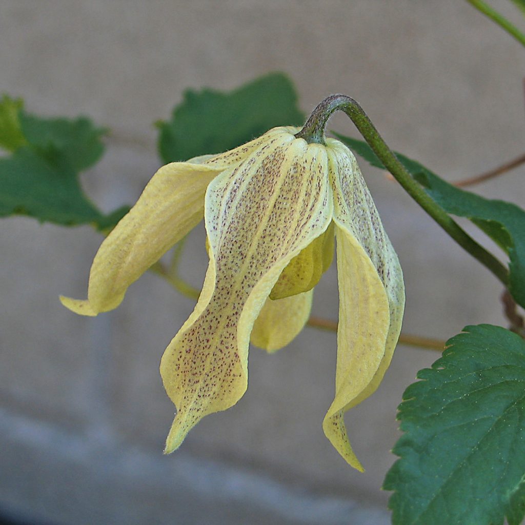 'Pointy'