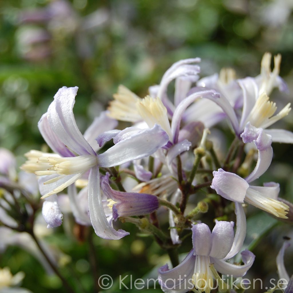 'Praecox'