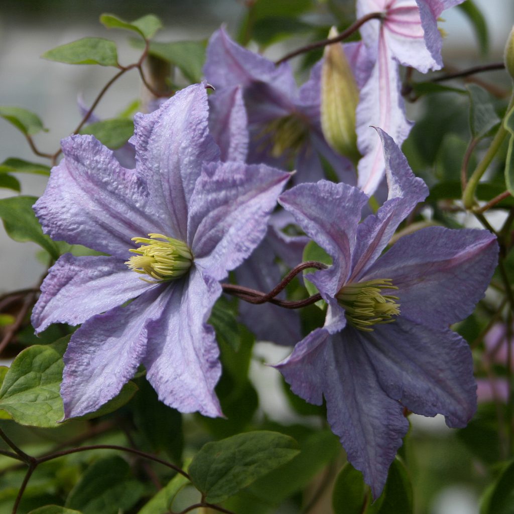 'Prince Charles'