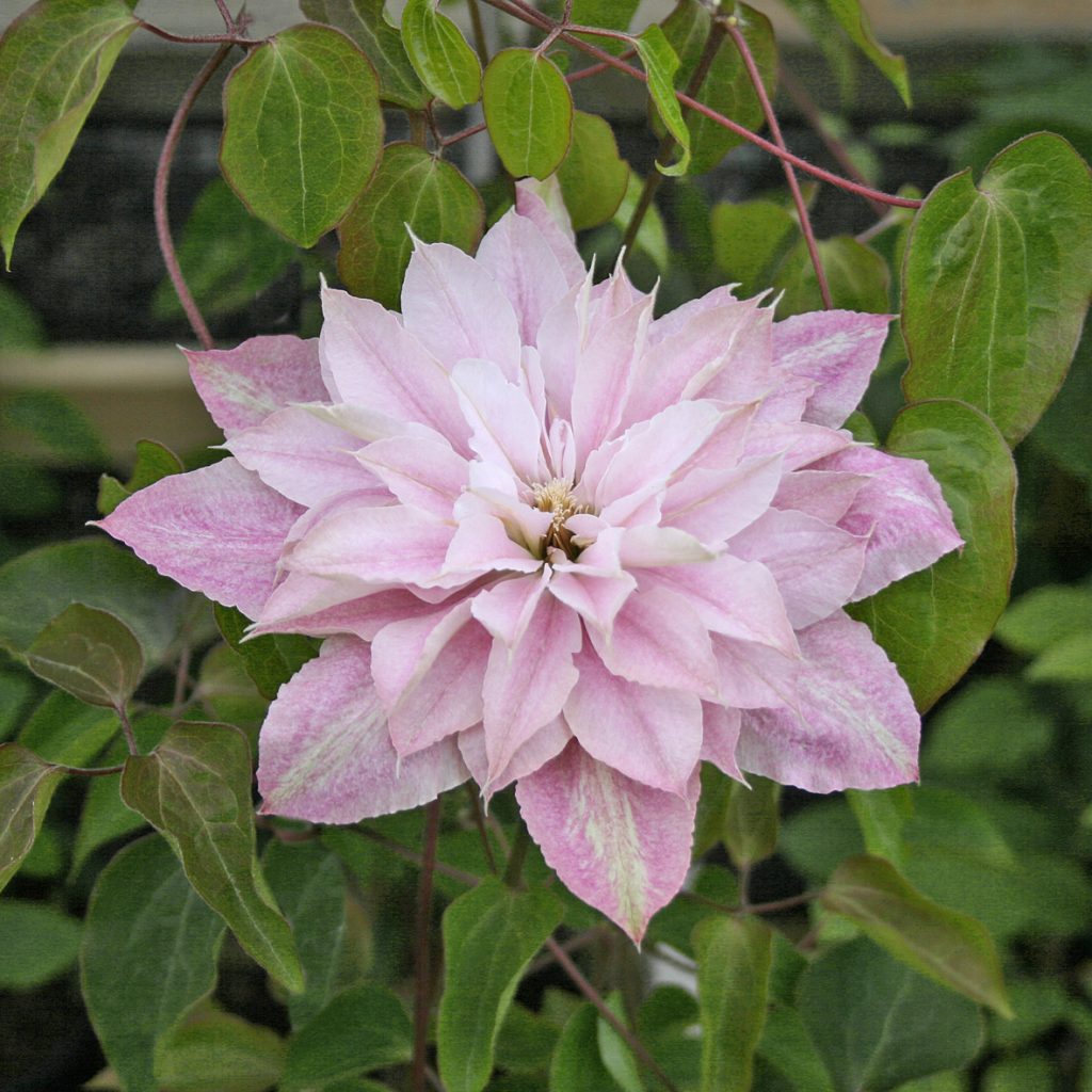 'Prinsesse Alexandra'