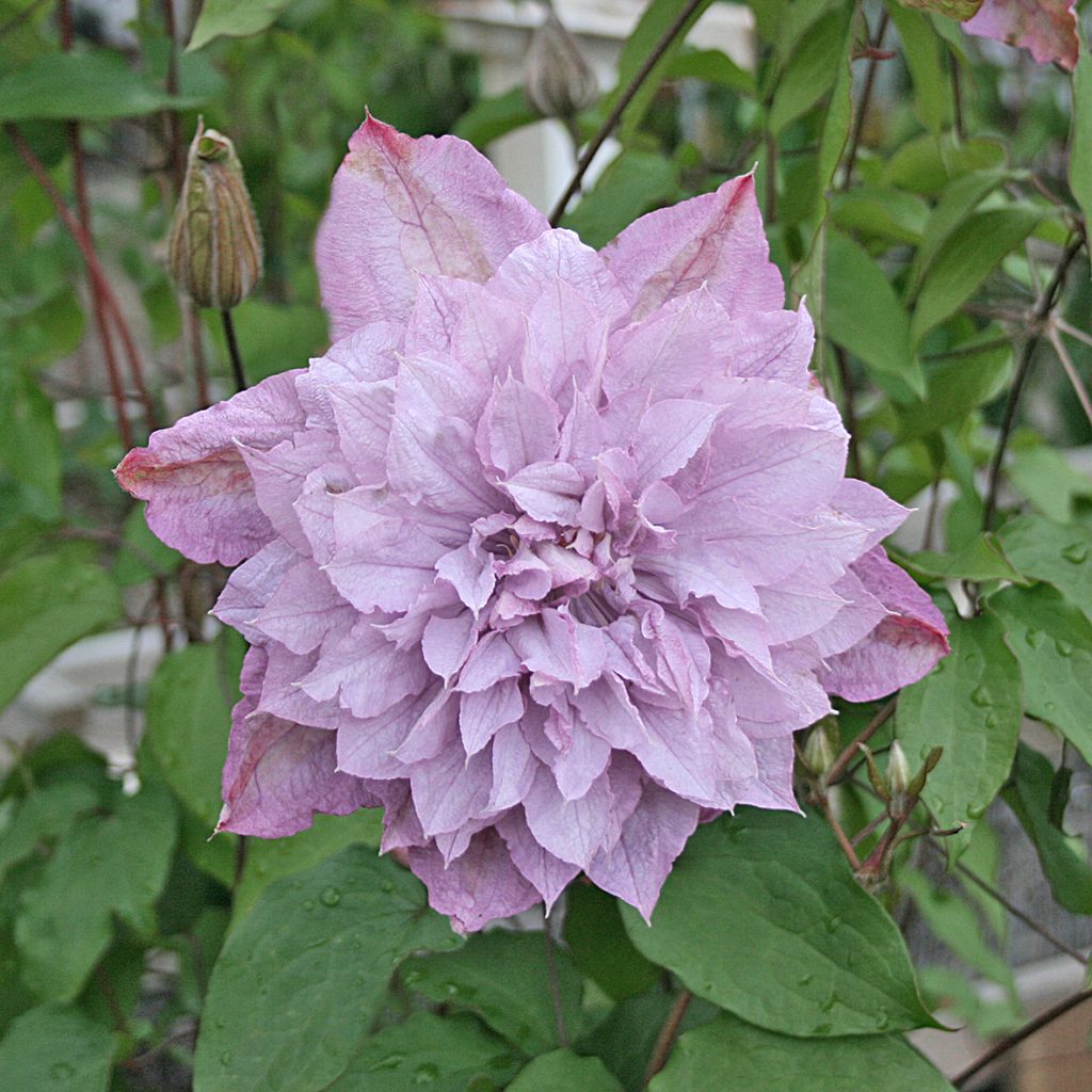'Proteus'