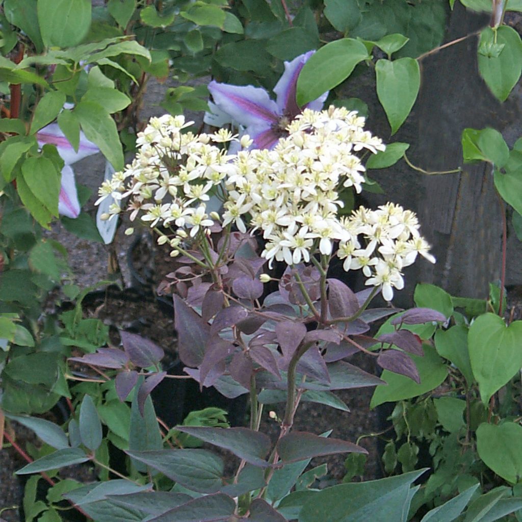 'Purpurea'