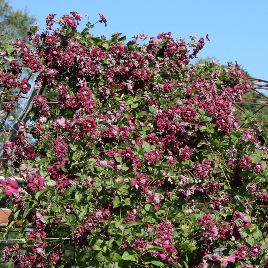 'Purpurea Plena Elegans'