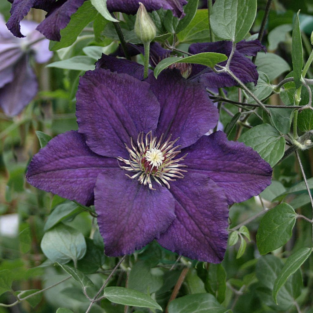 'Rasputin'