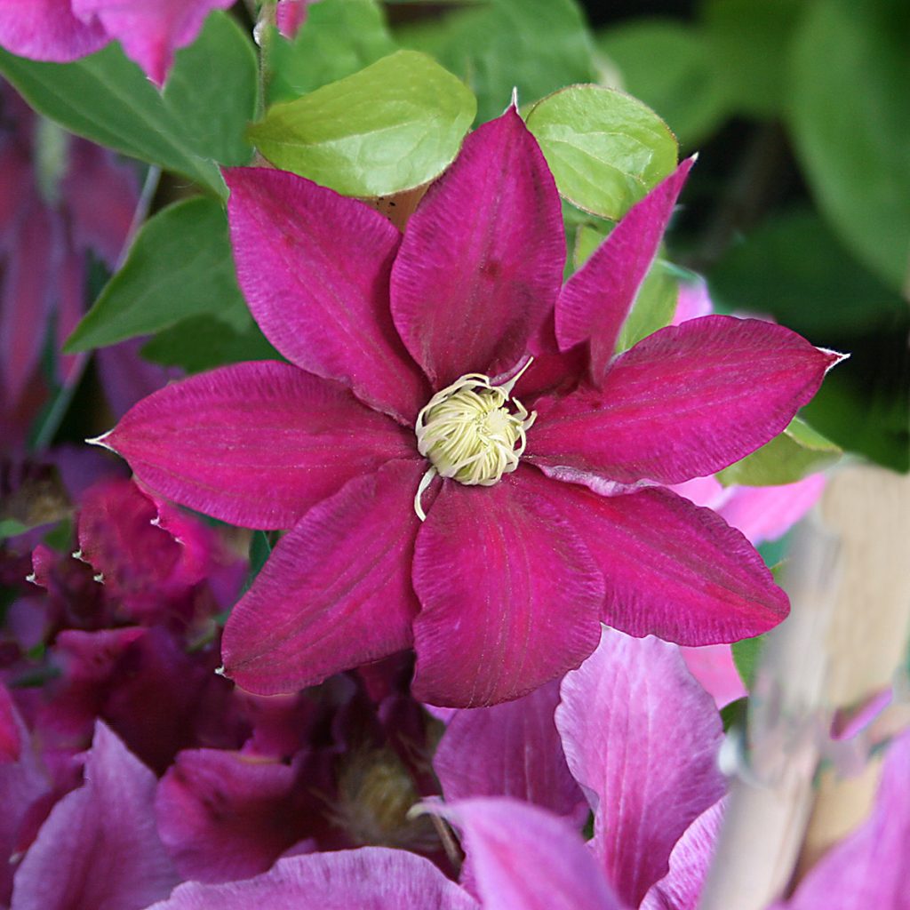 'Red Pearl'