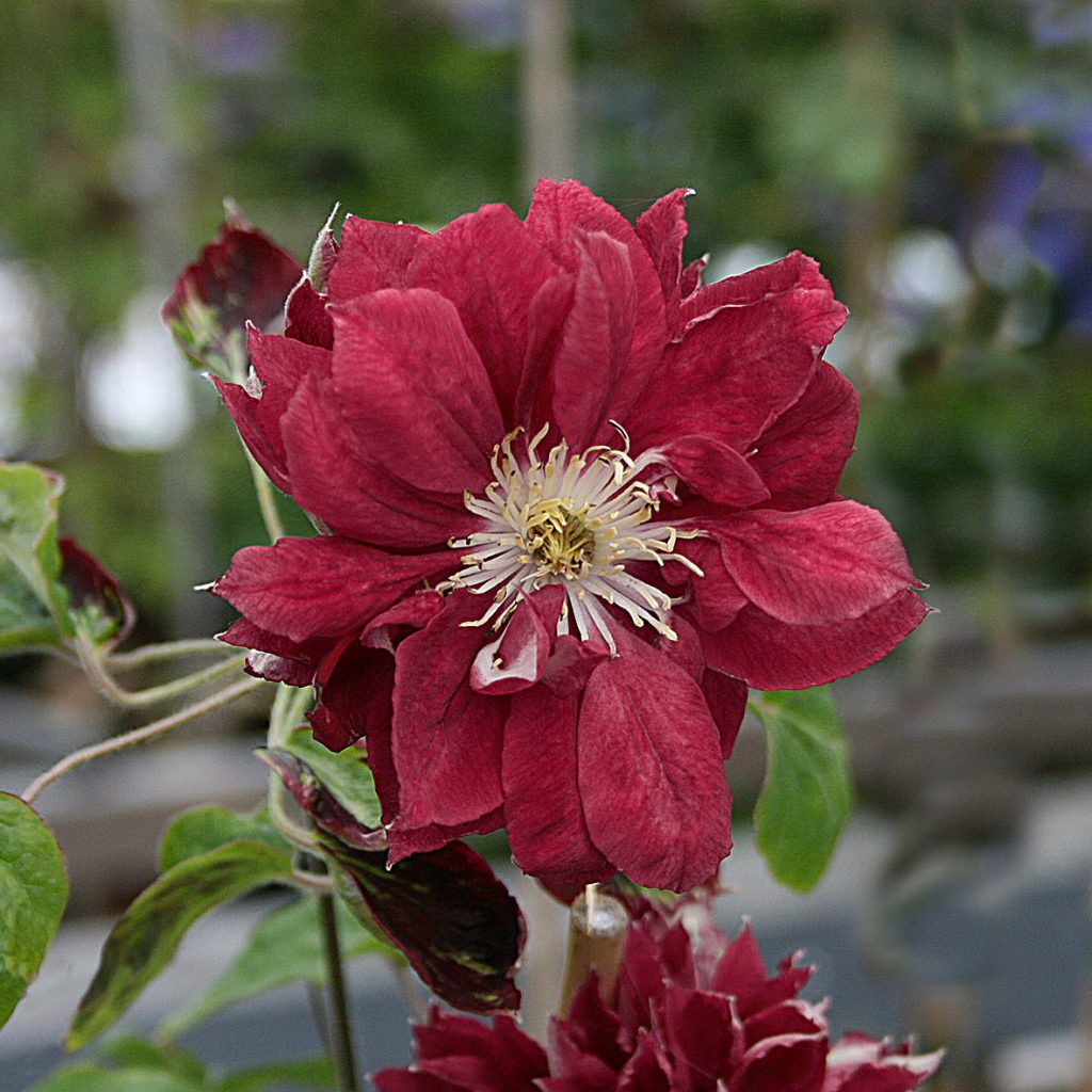 'Red Star'