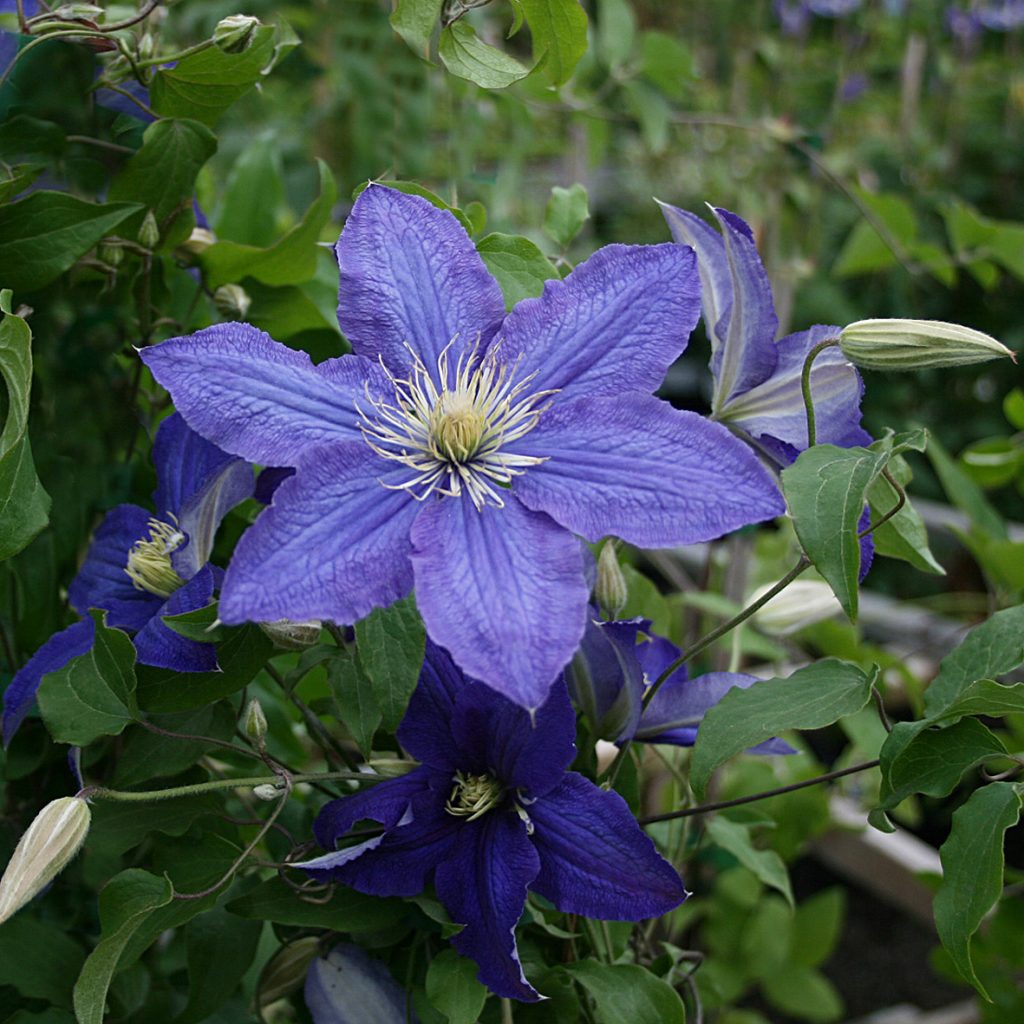 'Rhapsody'