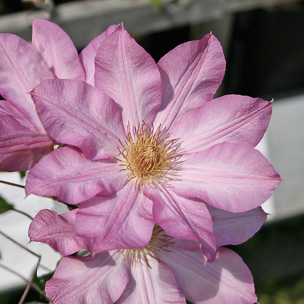 'Rooran'