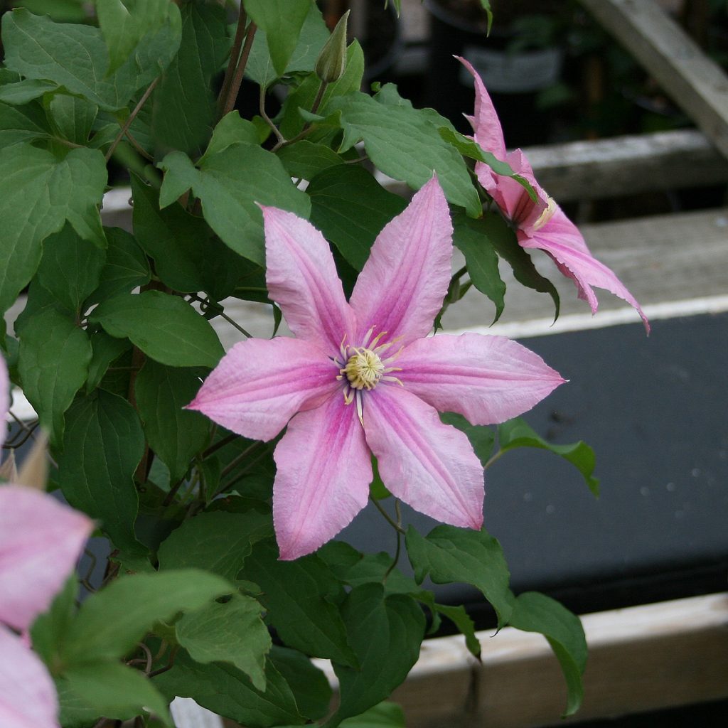 'Rosamunde'