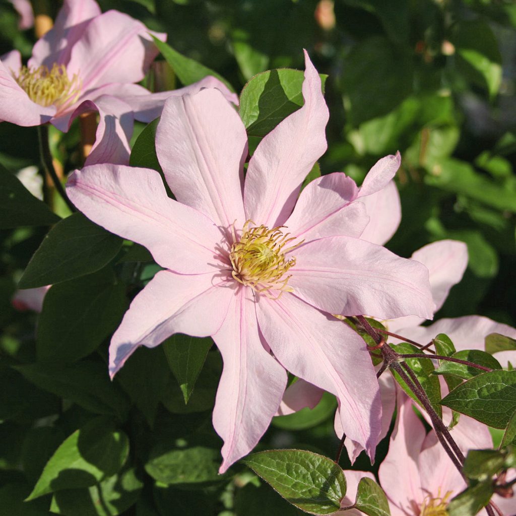 'Rose Supreme'
