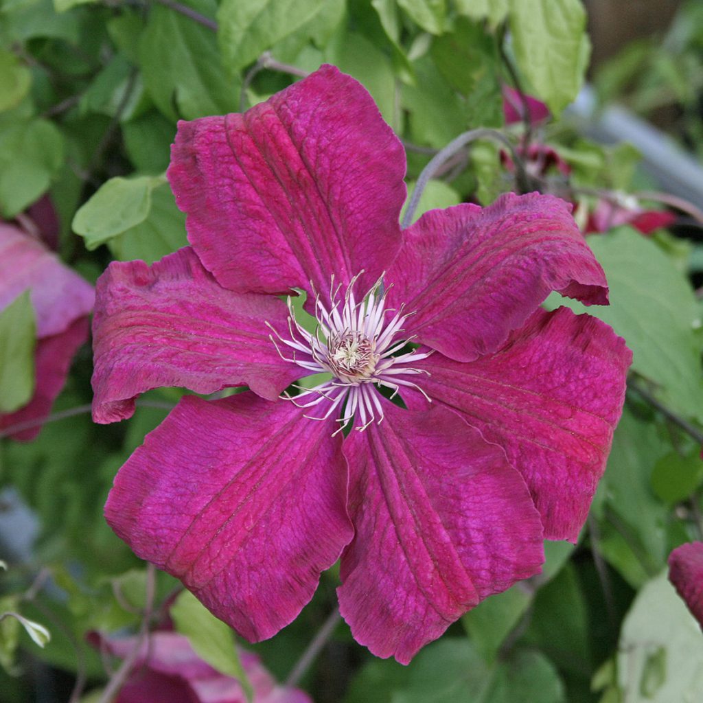 'Rouge Cardinal'