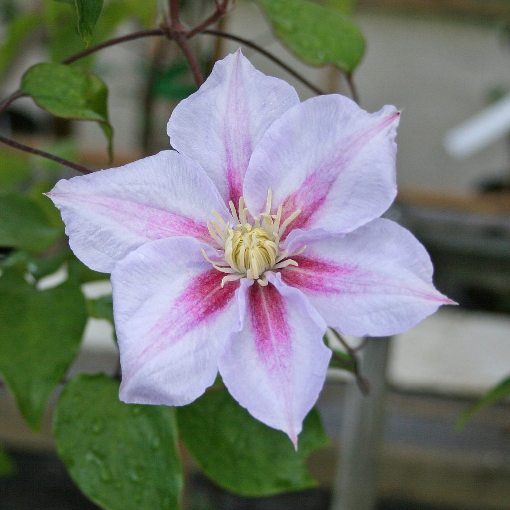 'Samantha Denny'