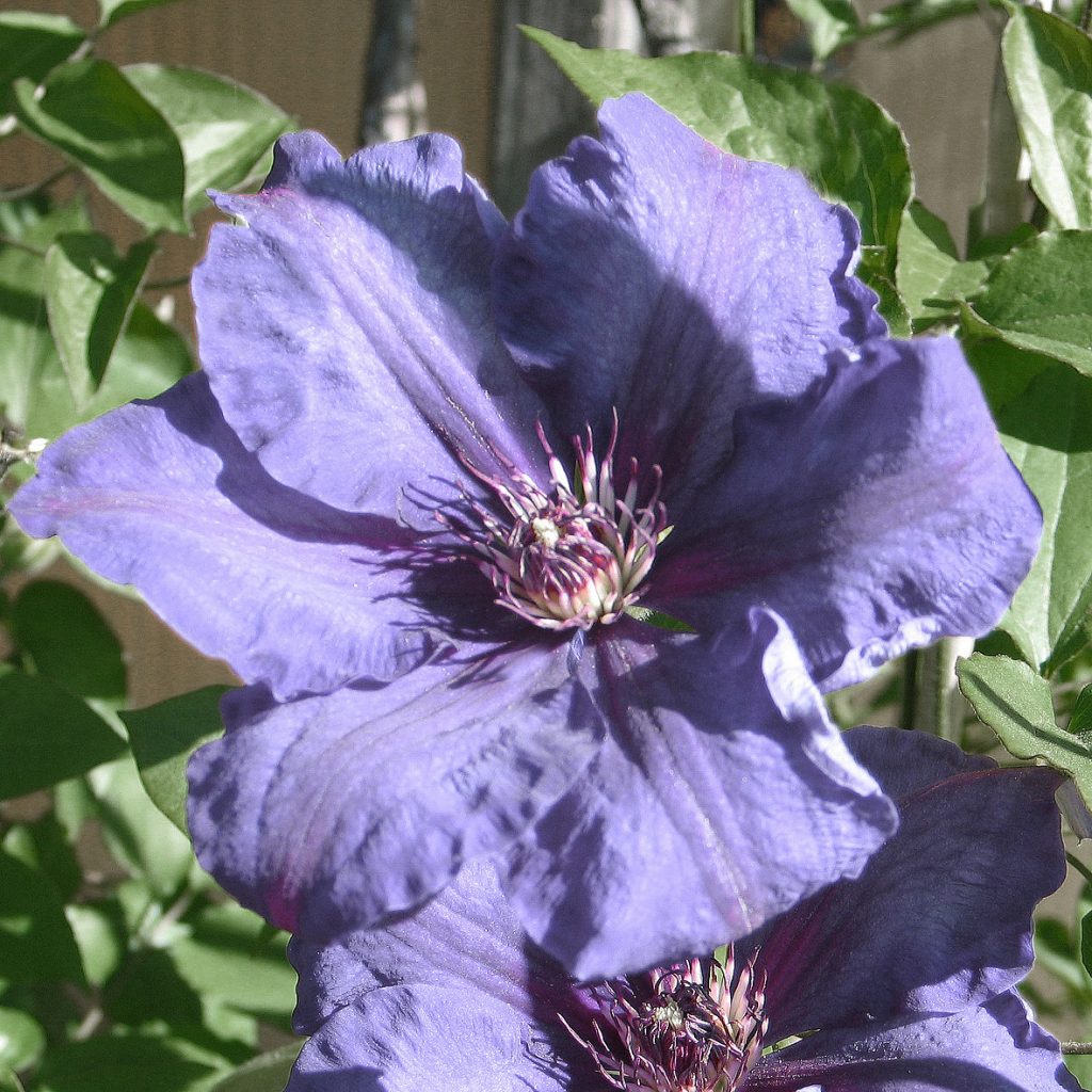'Satsukibare'