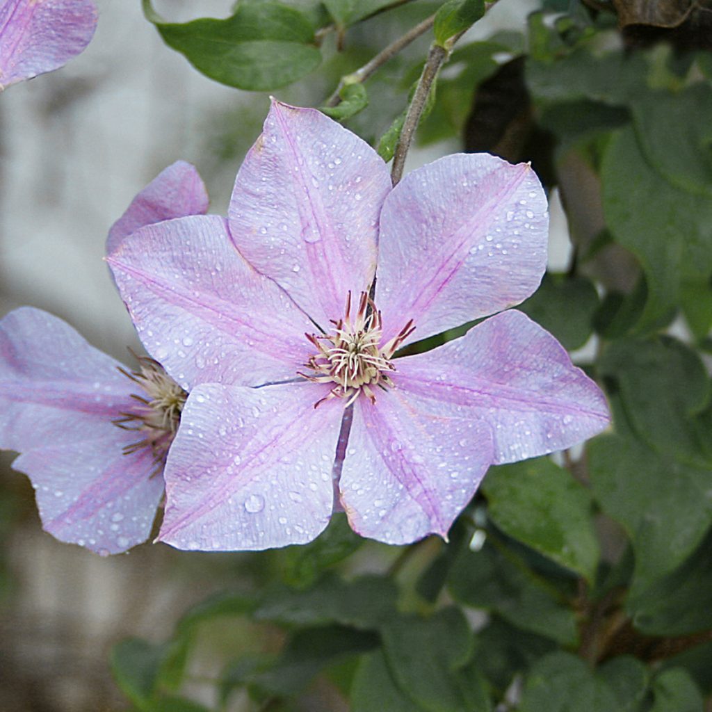 'Sealand Gem'
