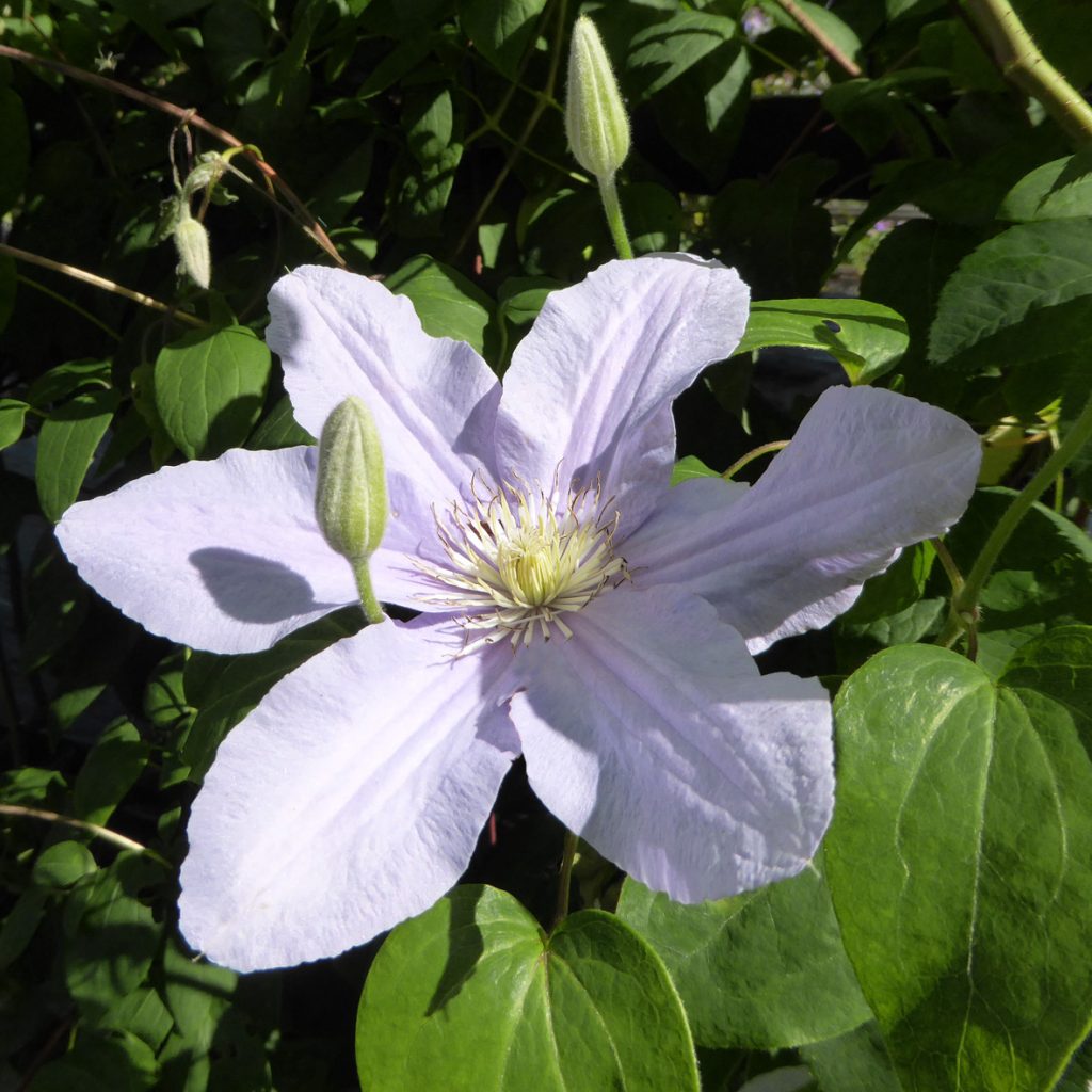 'Silver Moon'