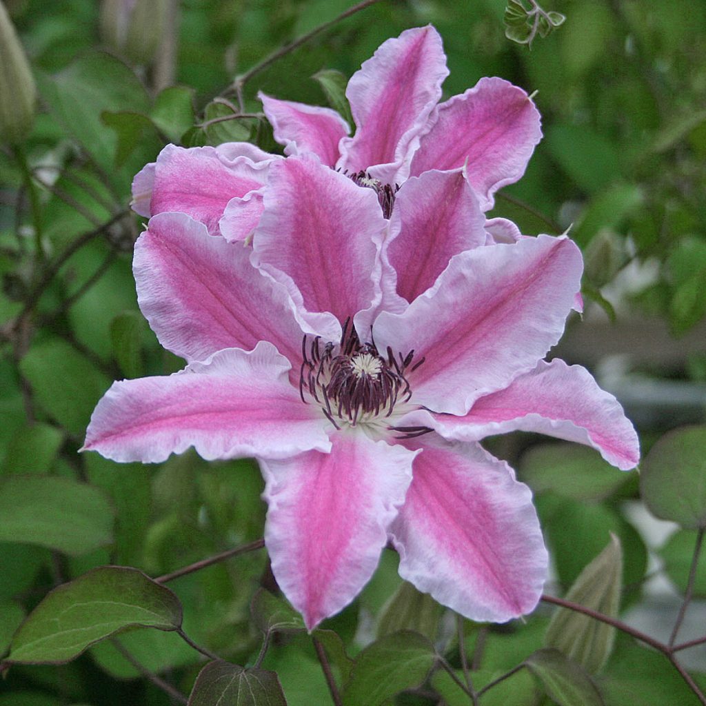 'Souvenir du Capitaine Thuilleaux'