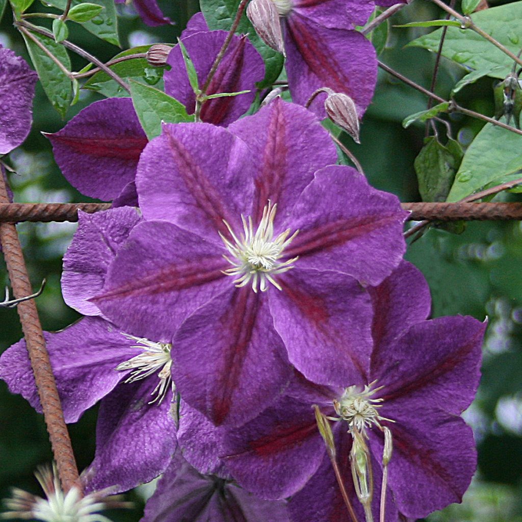 'Star of India'