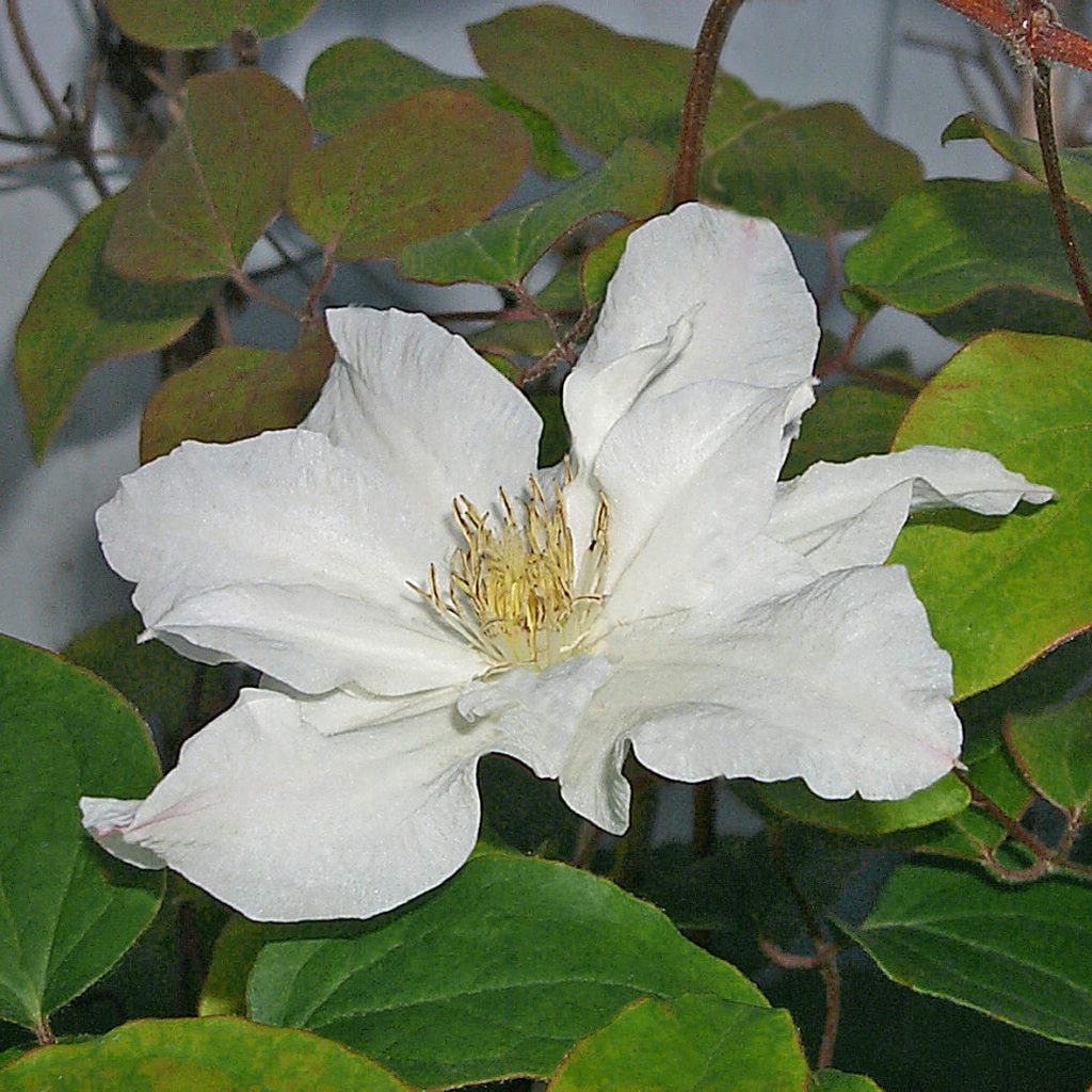 'Sylvia Denny'