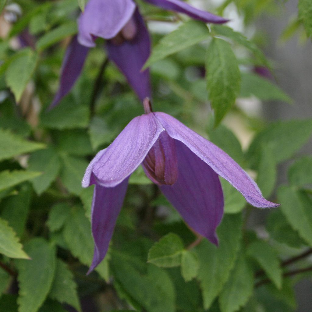 'Tage Lundell'