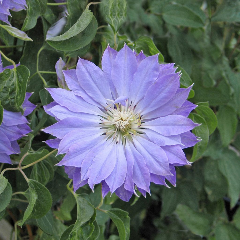 'Teshio'