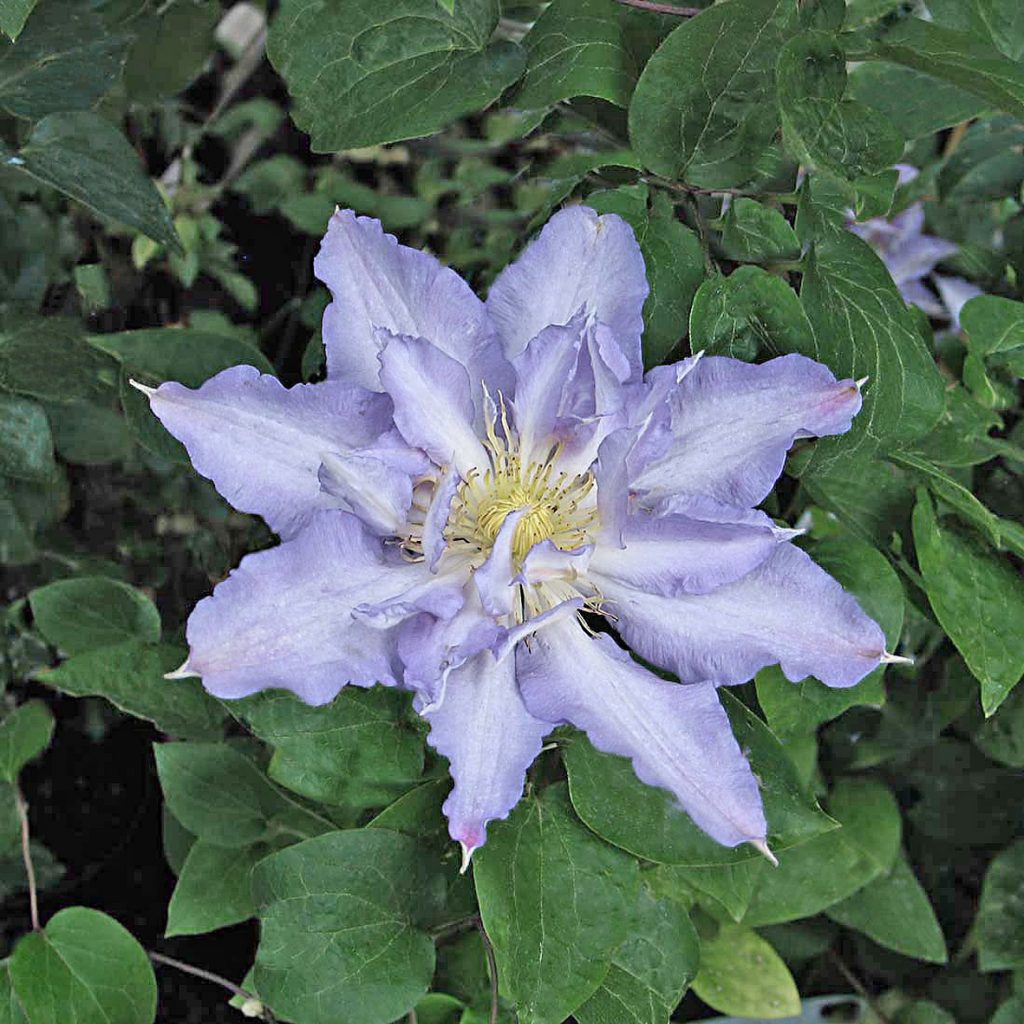 'Thyrislund'