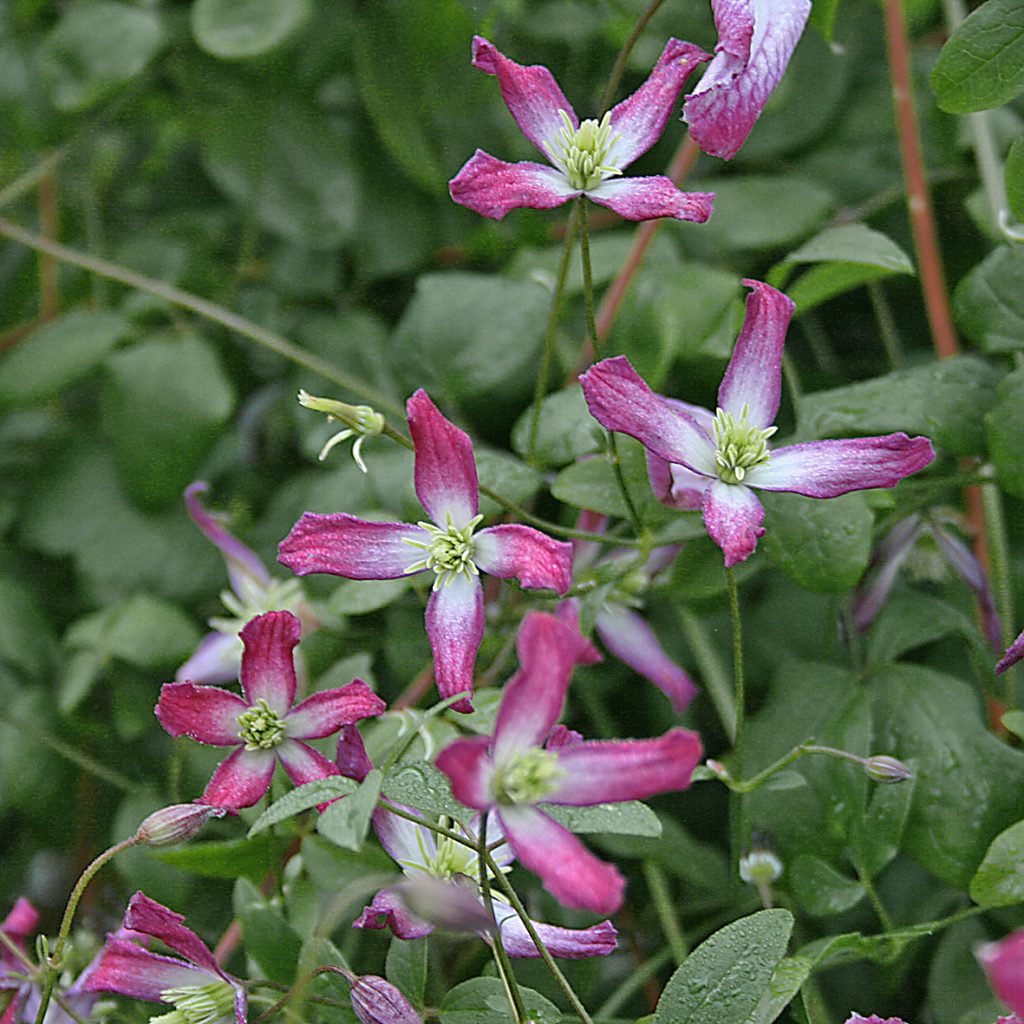 'Triternata Rubromarginata'