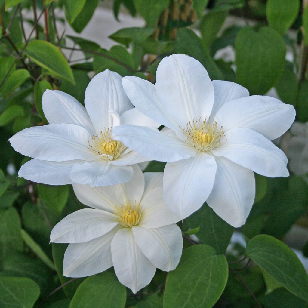 'Tsuzuki'