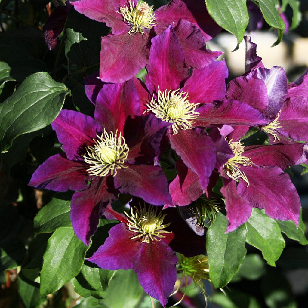 'Varenne'
