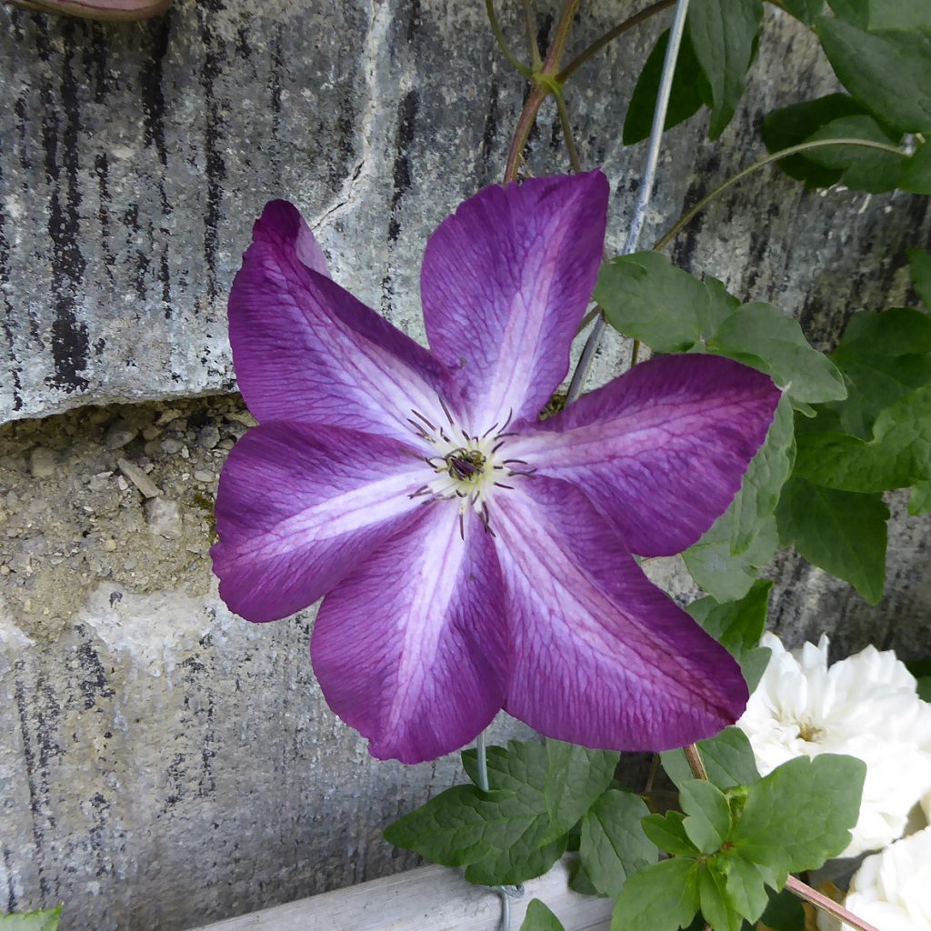 'Venosa Violacea'