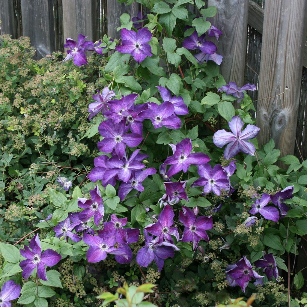 'Venosa Violacea'