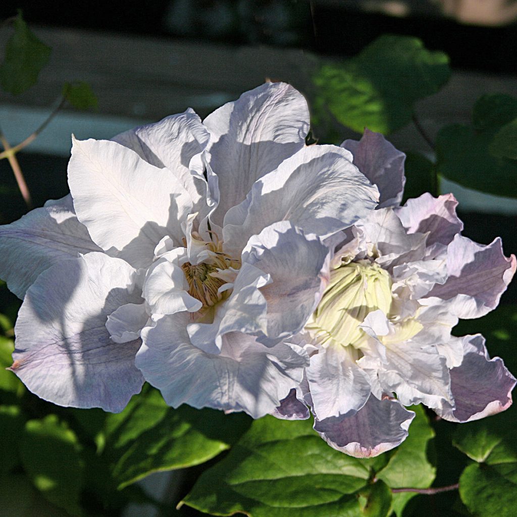 'Veronica´s Choise'