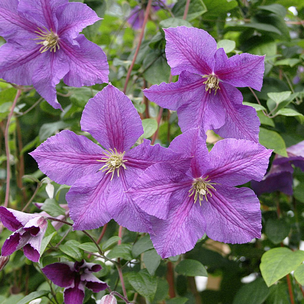 'Victoria'