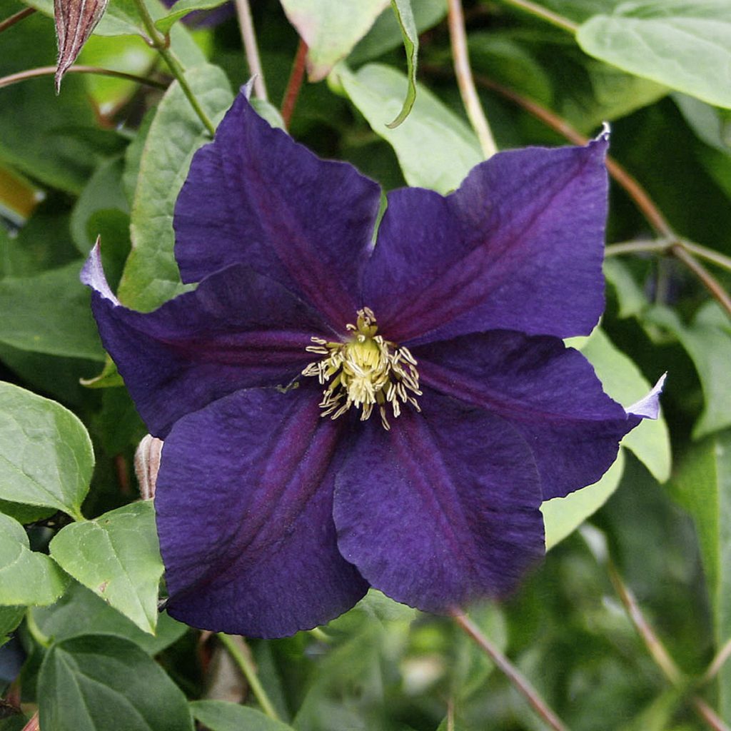 'Viola'
