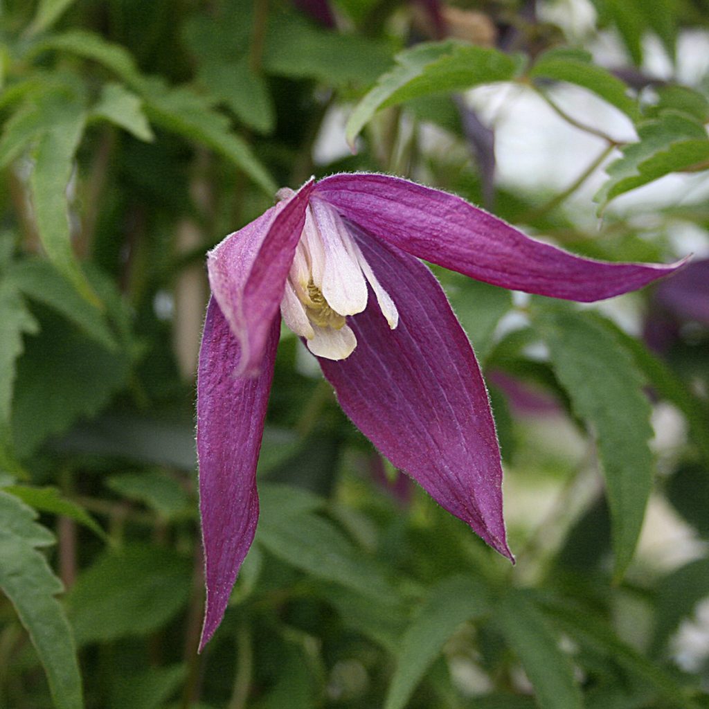 'Violet Purple'