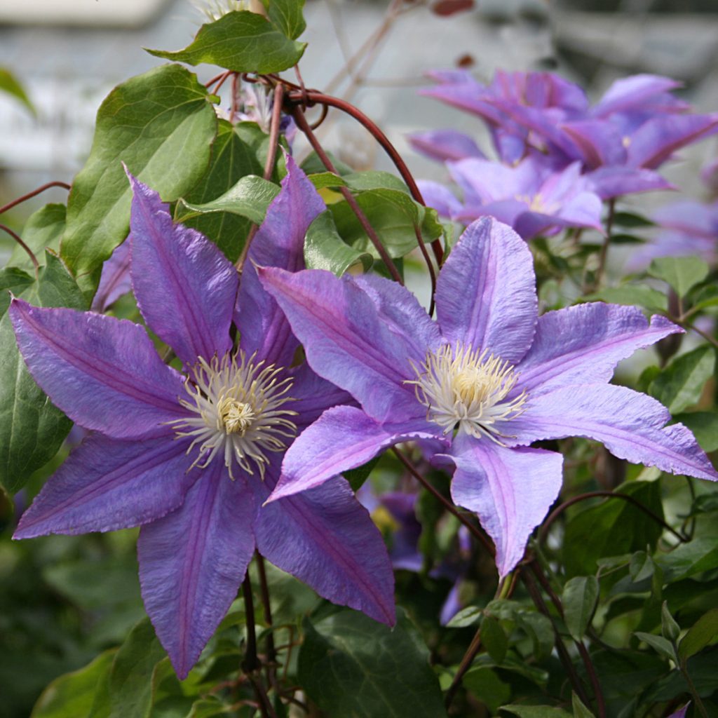 'Vivienne Lawson'